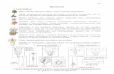 Bignoniaceae 1. Características - biologia.edu.ar. Bignoniaceae.pdf · Biología Floral: Tecoma stans posee polinización entomófila u ornitófila ... bebe como febrífugo y como