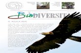 EL ágUILA REALaguilarealmexico.org/ADMINISTRADOR/PDF-IMG_Admin_Articulos/Aguila... · puntas de sus alas, puede llegar a 2.84 metros; no presenta dimorfis-mo sexual, pero la hembra