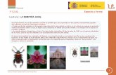 Lectura: LA SIMETRÍA AXIAL - blog.intef.esblog.intef.es/.../pdfs/1eso_simetria_axial_profesor.pdf · Se utiliza ahora la imagen del Taj Mahal, con dos ejes de simetría perpendiculares,