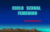 CICLO SEXUAL FEMENINO - enfermeria- .CICLO MENSTRUAL â€¢Ciclo Normal: 28 + 7 D­as â€¢C³mo se
