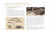 •Libro Flora Vulnerable 18•7•02 11:54 Página 202 Limonium ... filepresentarse sobre margas eocénicas y calizas. Es una especie característica de la comunidad algíbico-tingitana