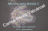 Microscopía dixital 3 · Práctica 7/ Coa experiencia 33 da páxina 45, compoñer unha imaxe con tódalas Carlos Pérez Valcárcel fases da mitose
