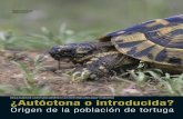 Ejemplar adulto de tortu - Gómez de Francisco). · llorca, Cerdeña y Sicilia), hasta la fecha no se ha encontrado ningún fósil de esta especie en Euro - pa occidental, donde sí