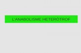 T.3 L’ANABOLISME AUTÒTROF - anabolisme heteròtrof dels glúcids: • 1a fase: síntesi de glucosa – la glucosa es pot obtenir, tant en les cèl·lules animals com en les vegetals,