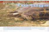 Ocaso Tortuga turca -  · (25 cm. de largo y 2.500g) en la que se observa el característico ... tugas de las dos subespecies existentes en el área Testudo graeca ibera y Testu-