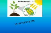 2 tipos de nutrición · FOTOSINTESIS Es el proceso por el cual los organismos vegetales mayoritariamente, transforman ... 1.- Intensidad lumínica: en general, si aumenta la