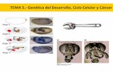 TEMA 5. Genética del Desarrollo, Ciclo Celular y Cáncerwpd.ugr.es/~rnavajas/wp-content/uploads/2017/03/TEMA_5_GII.pdf · Bricomanía para “fabricar ... Drosophila vs Mamíferos