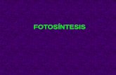 FOTOSÍNTESIS - fcn.unp.edu.ar · •Los seres vivos fototrofos convierten la energía solar en energía química, a través de un proceso denominado FOTOSÍNTESIS • La energía