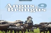 Revista Angus y Brangus-9ª edición ESPECIAL BRANGUS R Otra alternativa de cruzamiento en Colombia Asociación Angus&Brangus de Colombia 10 Artículos Técnicos Martín García Fernández