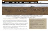 05 pastizales de chihuahua - carlosslim.com · WWF-Fundación Carlos Slim, que junto con el gobierno federal, los gobiernos estatales y municipales, comunidades locales, ...