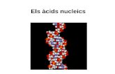 Els àcids nucleicscosmolinux.no-ip.org/recursos_aula/BIO1erBAT/Les...terme 5’-monofosfat. A la pràctica se sol emprar simplement la inicial de cada base nitrogenada per referir-se