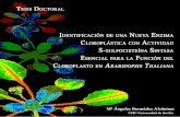 Biología Molecular - DIGITAL.CSIC: Homedigital.csic.es/bitstream/10261/114606/1/Tesis final M Angeles.pdf · Cecilia Gotor Martínez, ... y porque sin ti todo habría sido distinto.