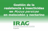 Gestión de la resistencia a insecticidas en Myzus persicae de la resistencia a insecticidas... · • La modificación de la estructura del nAChR(por mutación R81T), provoca que