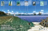 Los efectos de la navegación sobre las praderas de hierbas ...drna.pr.gov/wp-content/uploads/2015/05/poster_hierbas_marinas.pdf · Los efectos de la navegación sobre las praderas
