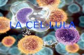 LA CÈL·LULA - iesicaria.xtec.catiesicaria.xtec.cat/sbg/cellula3.pdf · El Citoesquelet confereix a la cèl·lula la seva forma i la seva capacitat de moviment, proporcionant-li