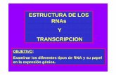 OBJETIVO: Examinar los diferentes tipos de RNA y su papel ... · ESTRUCTURA DE LOS RNAs Y TRANSCRIPCION OBJETIVO: Examinar los diferentes tipos de RNA y su papel en la expresión