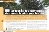 El acai: beneficios de una fruta perfecta - pulevasalud.com · El acai: beneficios de una fruta perfecta El acai está considerado uno de los alimentos más perfectos que se encuentran
