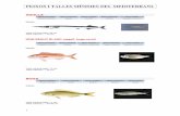 Peixos del mediterrani - nauticescala.com · - Peix espasa, s’acceptarà tot aquell exemplar que faci un mínim de 120 cm. (entre el vèrtex de la cua i l’inici del pic inferior)
