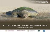 TORTUGA VERDE - gob.mx · TORTUGA VERDE 7 cer, teniendo como objetivos consolidar, promover e implementar acciones específicas y estrategias de conservación para las poblaciones