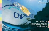 Guía de los Elasmobranquios de Europa - Oceana EUeu.oceana.org/.../reports/Guia_Elasmobranquios_Europa_ESP_oct2008.pdf · Guía de los Elasmobranquios de Europa * ... Descripción: