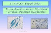 23. Micosis Superficiales - jamontaraz.files.wordpress.com · Dermatofitos • Hongos filamentosos que invaden tejidos queratinizados (piel, pelo, uñas, plumas). • Los géneros