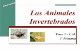 Los Animales Invertebrados - inmaestra.com · Son animales marinos y se desplazan lentamente. Debajo de la piel tienen una placa dura. erizo de mar estrella de mar Su boca se encuentra