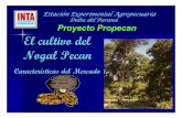 Delta del ParanDelta del Paranáááá Proyecto Propecan El ... · El cultivo del Nogal Pecan Características del Mercado EstacióEstacióóón Experimental Agropecuarian Experimental
