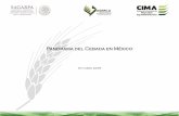 Panorama del Cebada en México - cima.aserca.gob.mx · altitudes y zonas geográficas; está adaptada a muchas condiciones ambientales. • El cultivo de este cereal es practicado