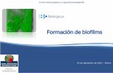 Formación de biofilms - betelgeux.es · • Procesos de adaptación y tolerancia de los microorganismos al desinfectante: exposición a concentraciones subletales células persistentes