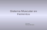 Sistema Muscular en Helmintos - higiene.edu.uy Muscular en... · Tipo de Fibras Musculares.fibras lisas-----platelmintos estriado en estadio larvarios ej cola cercarias de trematodos.fibras