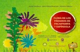 FLORA DE LOS PACAIPAMPA Y ESPNDOLA - mountain.pemountain.pe/.../82/flora-de-los-paramos-de-pacaipampa-y-espindola.pdf · amazónico con influencia de los andes tropicales y la fauna