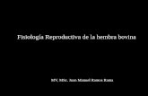 Fisiología Reproductiva de la hembra bovina - fca-ude.edu.uy · Varios son los factores que influencian la aparición de la pubertad: raza, nutrición, época de parto e incluso