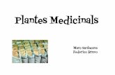 Plantes Medicinals - ecocultiu15.files.wordpress.com · La tradicional fitoteràpia es veu com una "medicina alternativa" per gran part de la medicina occidental, encara que els efectes