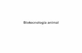 Biotecnología animal - bmbq.uma.esanimal.pdf · Métodos de transferencia de genes en animales Microinyección 1.La inyección del gen de interés en un huevo fertilizado de un animal