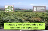 cultivo del aguacate - icia.es · • Especies de Oligonychus en el cultivo del aguacate en Canarias: - Oligonychus sp. es como nos referimos a O. mangiferus (Rahman & Sopra), citada