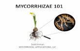 Presentación de PowerPoint - planttrade.cl³n-Sc… · FUNGAL HYPHAE Vegetative mycelium has short shelf life and sold in vermiculite carrier. Limited versatility. Debido a la naturalezay