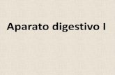 Aparato digestivo I - histologiaunaj-es.webnode.es fileAparato digestivo: ... pilórico y contiene las glándulas fúndicas o gástricas. Células mucosas superficiales tapizan la
