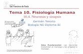 Tema 10. Fisiología Humanadpbiologia.weebly.com/uploads/2/1/5/5/21553524/gtp_t10.fisiologia... · El potencial de membrana de la mayoría de las células animales normalmente no