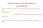 Variaciones cromosómicas numéricas - alojamientos.uva.es · considerarse como el material de partida para un proceso de mejora realizado en el nuevo nivel ploídico • Los métodos