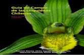 Guía de Campo de las Orquídeas Chilenas · En general, la gente desconoce la existencia de orquídeas chilenas, incluidos los habitantes del campo, pues la mayoría de ellas carecen