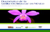 Diagnóstico de la familia Orchidaceae en México - gob.mx · La familia Orchidaceae es cosmopolita, tiene representantes en todo el mundo, a excepción de las regiones polares y