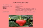 CARACTERÍSTICAS DE LA FRESAusmp.edu.pe/recursoshumanos/concurso2013/pdf/team_fresa.pdf · Helado casero de fresas naturales con yogurt Limpiamos las fresas, las troceamos y congelamos.