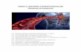 TEMA 5. SISTEMA CARDIOVASCULAR (Sistema circulatorio) · 5.4 ORGANIZACIÓN DEL SISTEMA CARDIOVASCULAR. El sistema cardiovascular o sistema circulatorio está compuesto por una red
