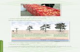 ETAPAS FENOLÓGICAS DEL CULTIVO DE TOMATE · FIGURA 3.2 Fenología de la producción del tomate Fuente: Elaboración propia con base en CENTA, 2003. • PRODUCTOS DERIVADOS Los principales