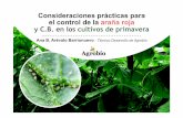 Consideraciones prácticas para el control de la …...C.B. de la araña roja en melón y la sandía • En condiciones de primavera, P. persimilis es muy eficaz en control de AR.