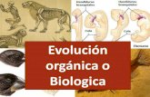 Presentación de PowerPoint - WordPress.com · Teoría de la Selección Natural: Darwin ... Evidencias Evolutivas La biogeografía muestra que la distribución de las distintas especies