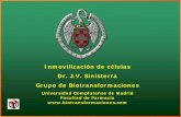 Inmovilización de células Dr. J.V. Sinisterra Grupo de …webs.ucm.es/info/btg/personales/jvsgago/incel.pdf · 2008-02-19 · de sulfatos y que en el caso del agar es imprescindible