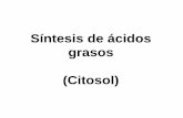 Síntesis de ácidos grasos (Citosol)depa.fquim.unam.mx/amyd/archivero/10.2... · 2013-08-12 · PROTEÍNAS DEL COMPLEJO DE LA SINTASA DE ÁCIDOS GRASOS PROTEÍNA PAPEL Proteína