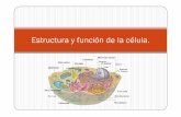 Estructura y función de la célula. · PDF file Estructura y función de la célula. ... Célula eucarionte. Célula vegetal Célula animal. Vegetal Vegetal y animal Animal Pared