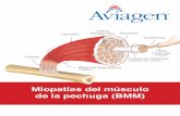 Miopatías del músculo de la pechuga (BMM)eu.aviagen.com/tech-center/download/1320/Breast-Muscle-Myopathies-2019-ES.pdfsolo gen. Sin embargo, se descubrió que la PSE y la DFD en